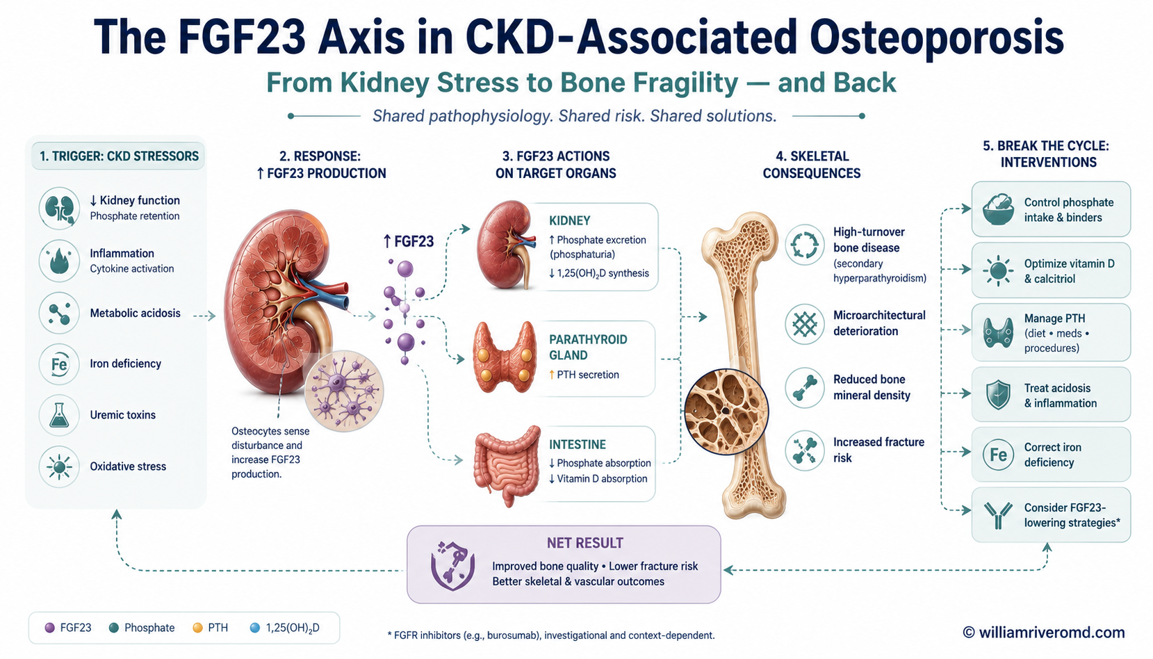 Figure 3 — biomedical mechanism schematic. Top panel shows a kidney at organ-level losing function across CKD stages G1–G5D; a dashed box magnifies the osteocyte–nephron axis with FGF-23 rising first, Klotho falling, 1,25(OH)2D suppressed, and PTH following with hysteresis. A parallel right-side panel shows the bone-vascular crosstalk: vascular smooth muscle cells transdifferentiating to osteoblast-like phenotype while bone loses mineral. Bottom flow summarises injury → intervention (phosphate / inflammation / oxidative stress) → benefit (bone + vessel).