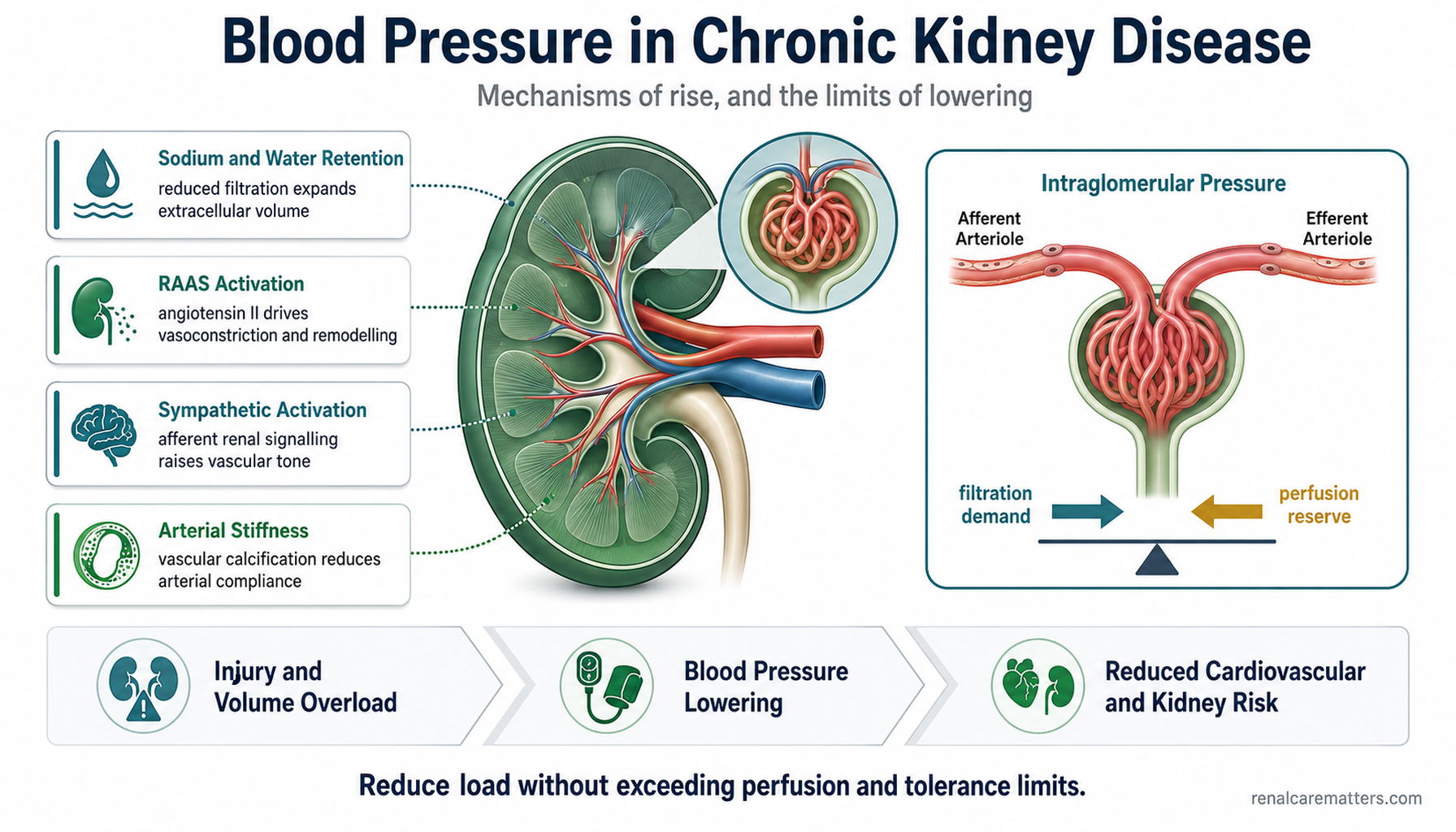 CKD raises blood pressure through sodium and water retention, RAAS and sympathetic activation, and arterial stiffness — lowering pressure reduces cardiovascular load but too much reduces perfusion.