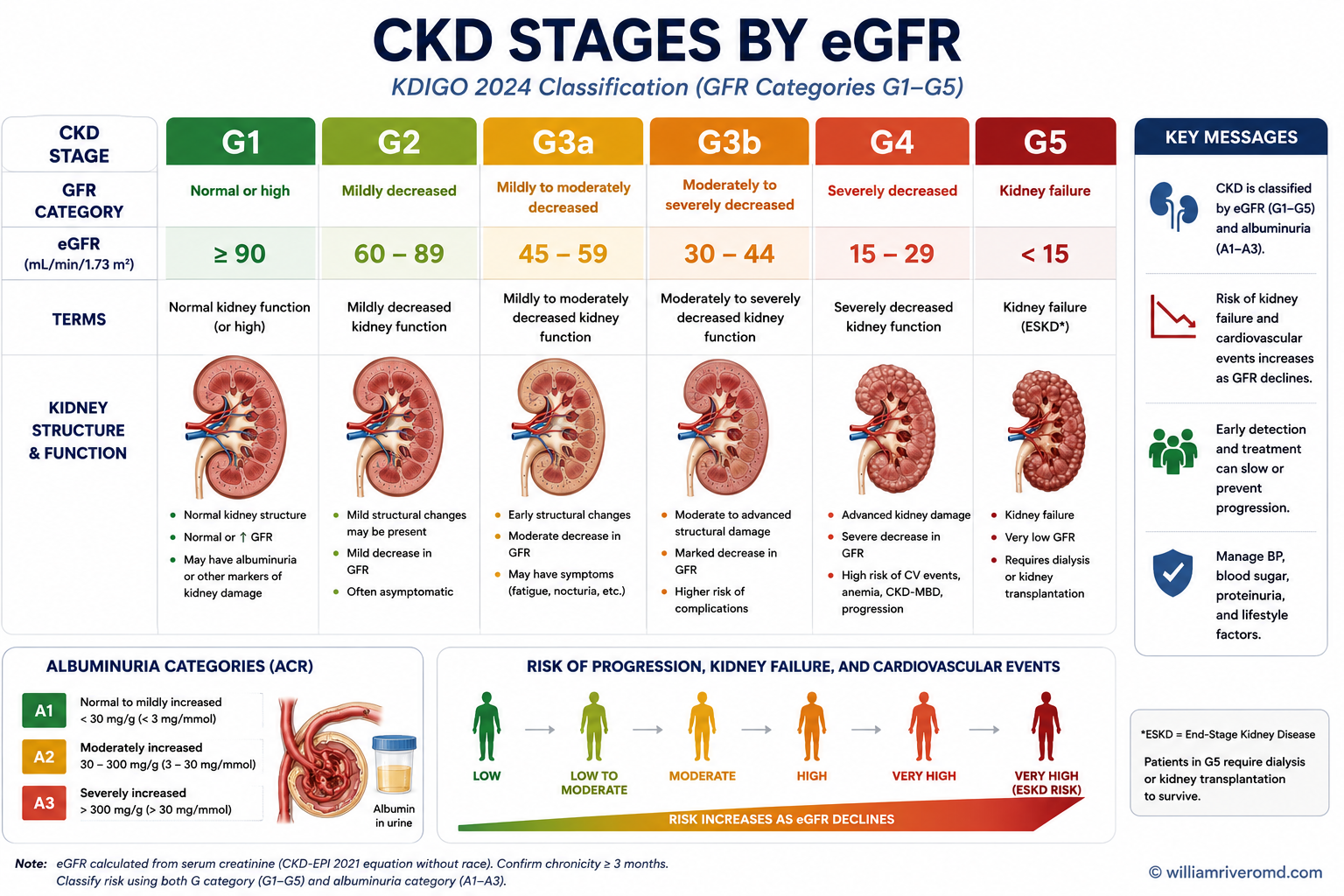 CKD stages by eGFR (KDIGO 2024) — six kidneys progressing from Stage 1 (eGFR ≥90) to Stage 5 (eGFR <15) with matching nephron-level histology and an EARLY → MID → LATE management flow at the bottom