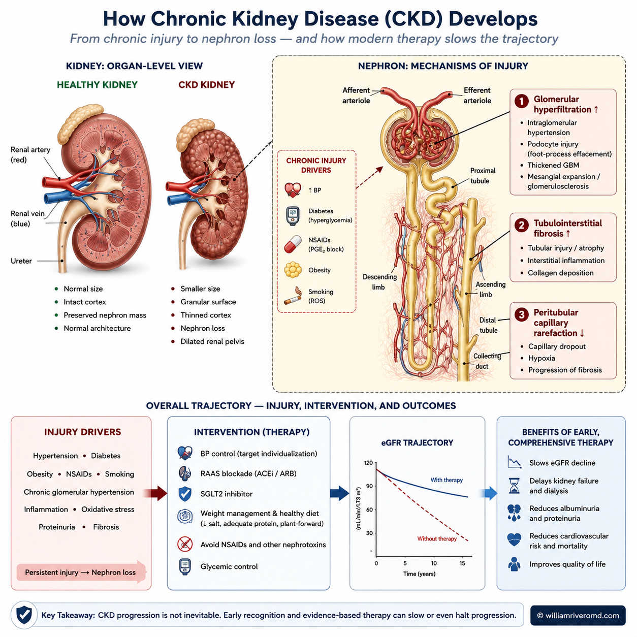 CKD pathophysiology mechanism figure — healthy vs CKD kidney organ-level panel, magnified nephron showing glomerular hyperfiltration, tubulointerstitial fibrosis and peritubular capillary rarefaction, with bottom flow from injury drivers (HTN, diabetes, NSAIDs, obesity, smoking) through intervention (BP control, RAAS blockade, SGLT2i, lifestyle, NSAID avoidance) to benefit (slowed eGFR decline, delayed kidney failure, cardiovascular protection).