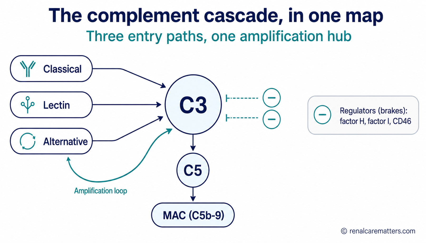 Complement pathway map: classical, lectin, and alternative entry paths converging on C3, an alternative-pathway amplification loop, then C5 and the membrane attack complex, with regulator brakes shown alongside.