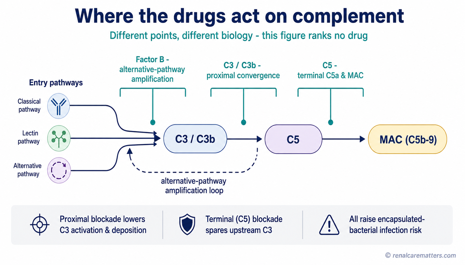 The complement cascade annotated with three intervention points — factor B, C3/C3b, and C5 — and the host-defense functions each leaves intact or blocks, with no efficacy ranking.