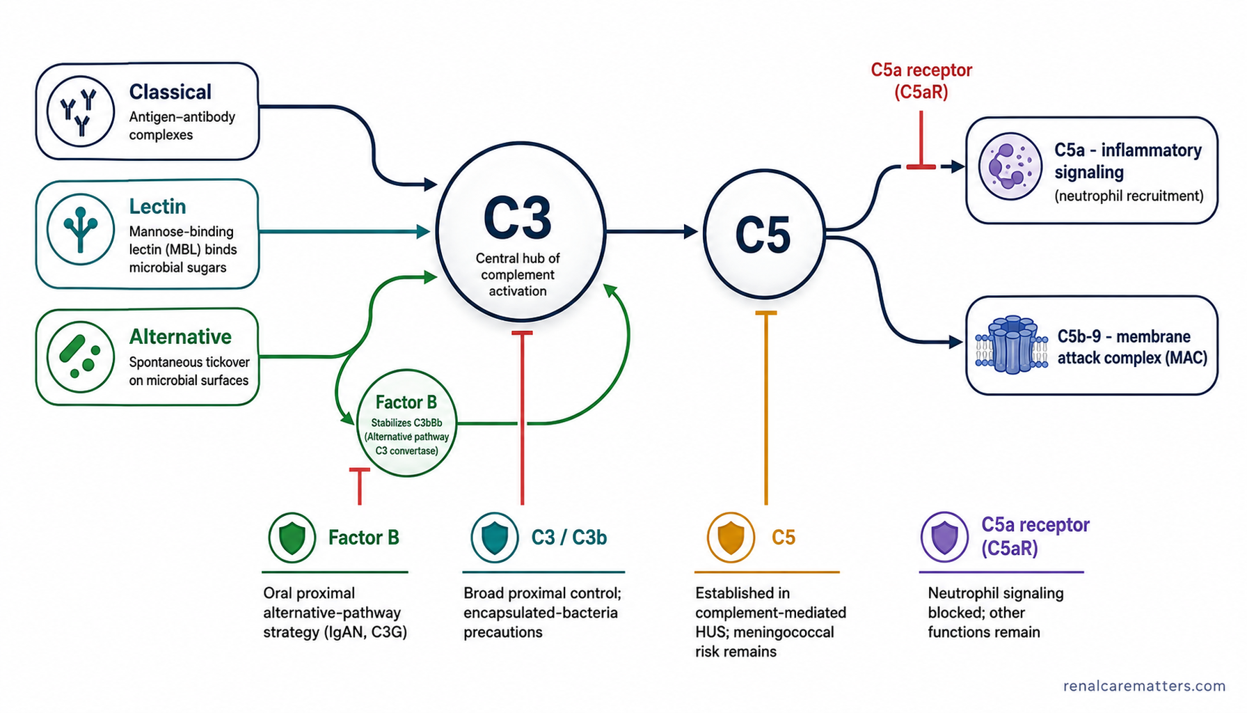 Three activation pathways converging on C3, an alternative-pathway amplification loop through factor B, then C5 splitting into C5a and the C5b-9 membrane attack complex, with four blockade bars
