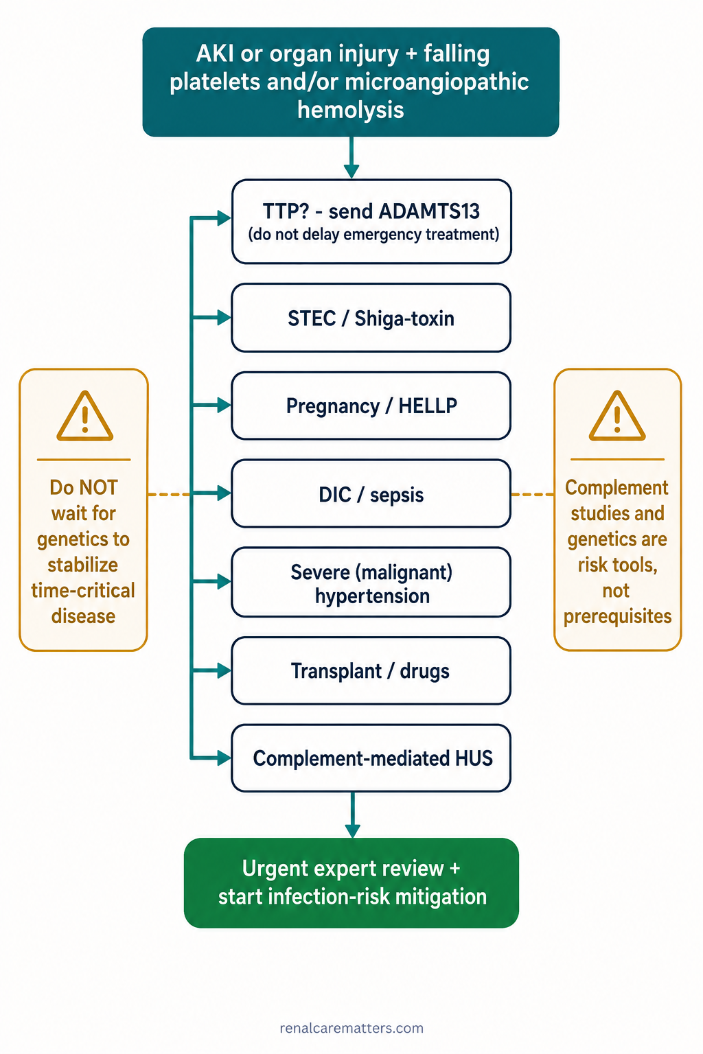 Portrait decision pathway for suspected TMA: branch to TTP/ADAMTS13, STEC, pregnancy/HELLP, DIC, severe hypertension, transplant/drugs, and complement-mediated HUS, ending in urgent expert review