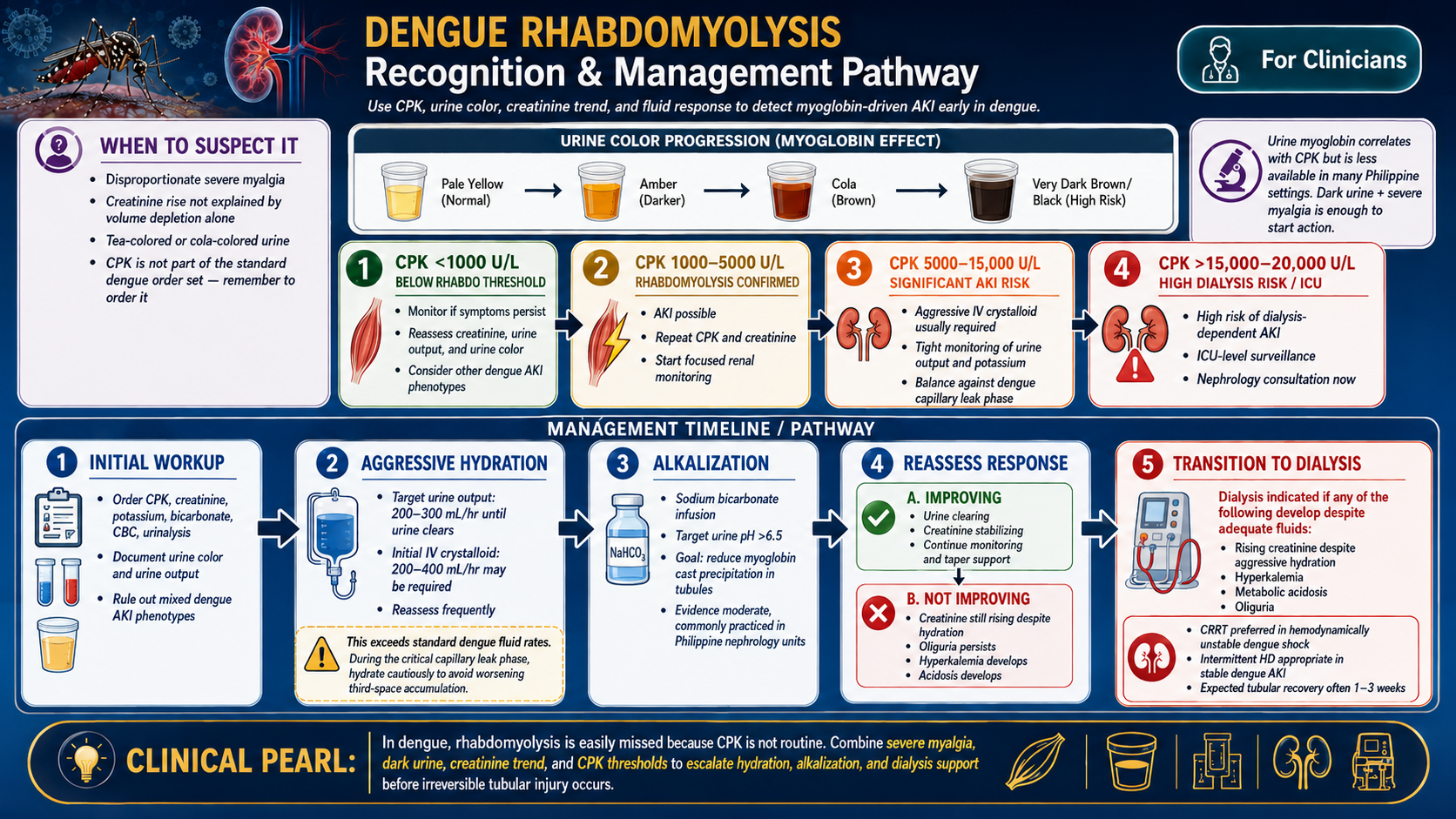 Dengue rhabdomyolysis recognition and management pathway — CPK diagnostic ladder with urine color progression; treatment timeline: urine output target, bicarbonate protocol, dialysis trigger · williamriveromd.com
