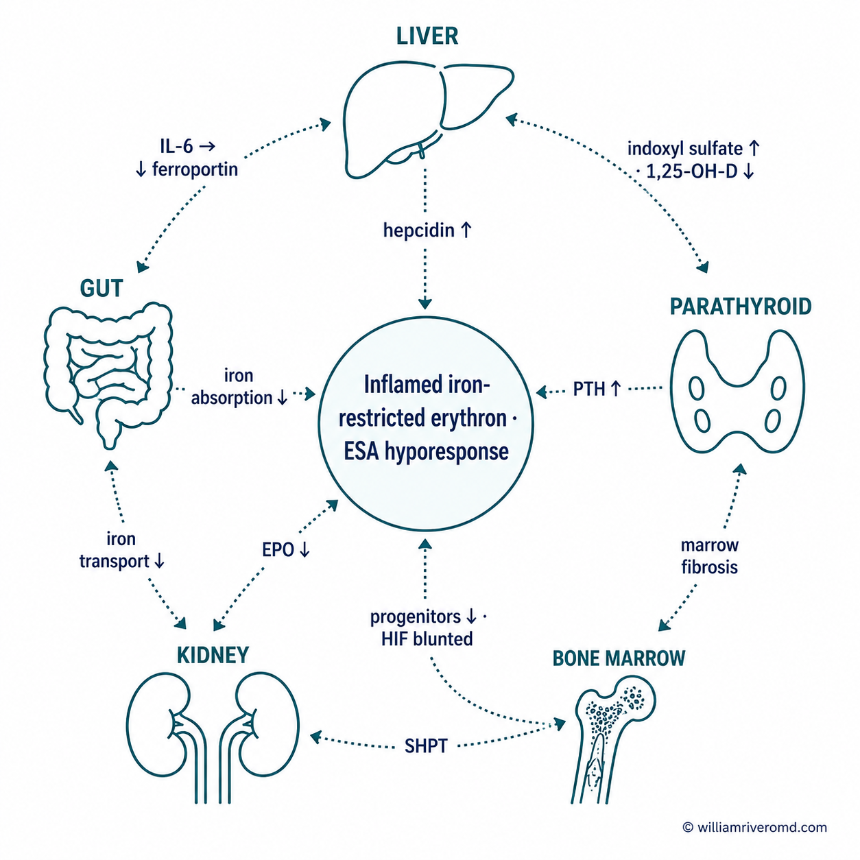 Five-organ monoline crosstalk sigil — kidney, liver, bone marrow, gut, and parathyroid arranged in a pentagon around a central 'Inflamed iron-restricted erythron · ESA hyporesponse' hub, connected by labeled dotted arrows (EPO ↓, hepcidin ↑, indoxyl sulfate, IL-6, iron, PTH ↑).