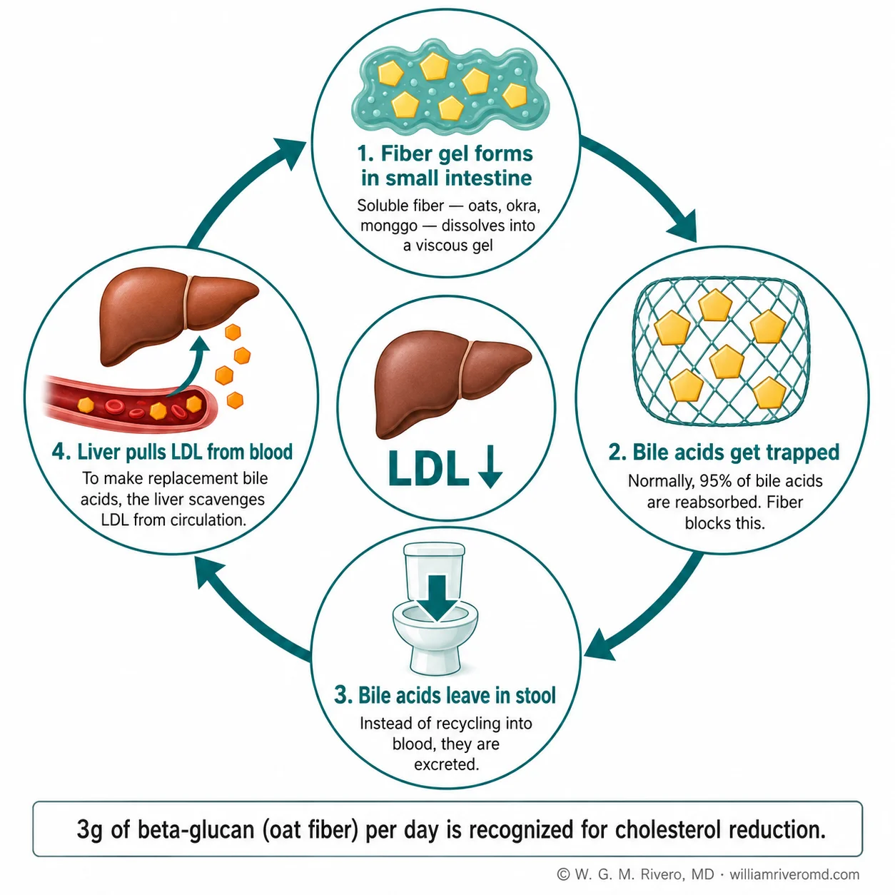 Circular four-step diagram showing how soluble fiber traps bile acids, forces the liver to pull LDL from the bloodstream, and lowers cholesterol