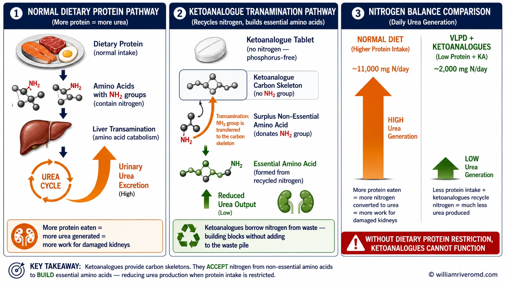 Transamination mechanism: normal diet vs VLPD + ketoanalogues nitrogen recycling pathway
