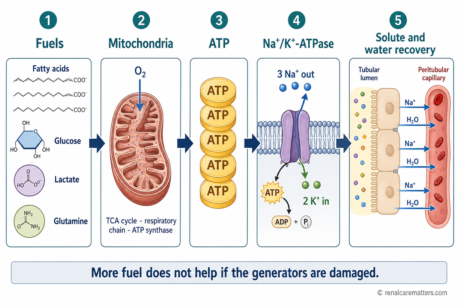 The renal energy chain: fatty acids and other fuels enter mitochondria, which produce ATP; ATP powers the Na/K-ATPase, which builds the sodium gradient that drives solute and water recovery.
