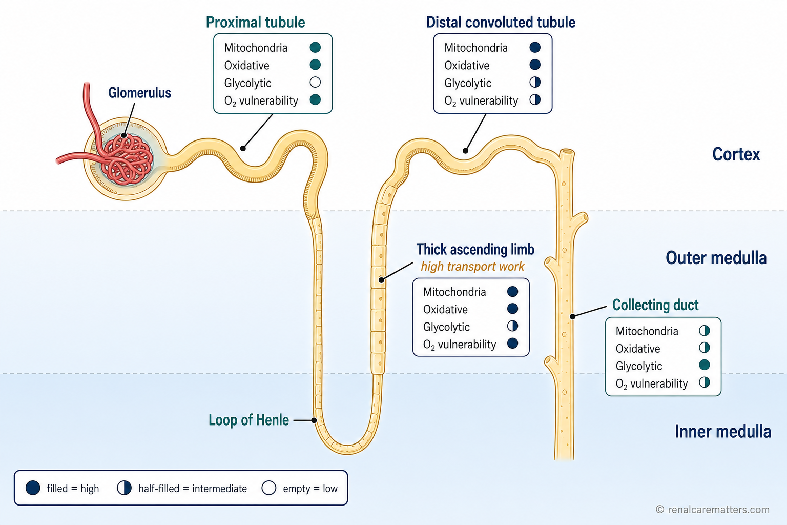 A nephron metabolic map showing proximal tubule, thick ascending limb, distal tubule, and collecting duct across cortex, outer medulla, and inner medulla, with qualitative labels for mitochondrial density, oxidative metabolism, glycolytic capacity, and oxygen vulnerability.
