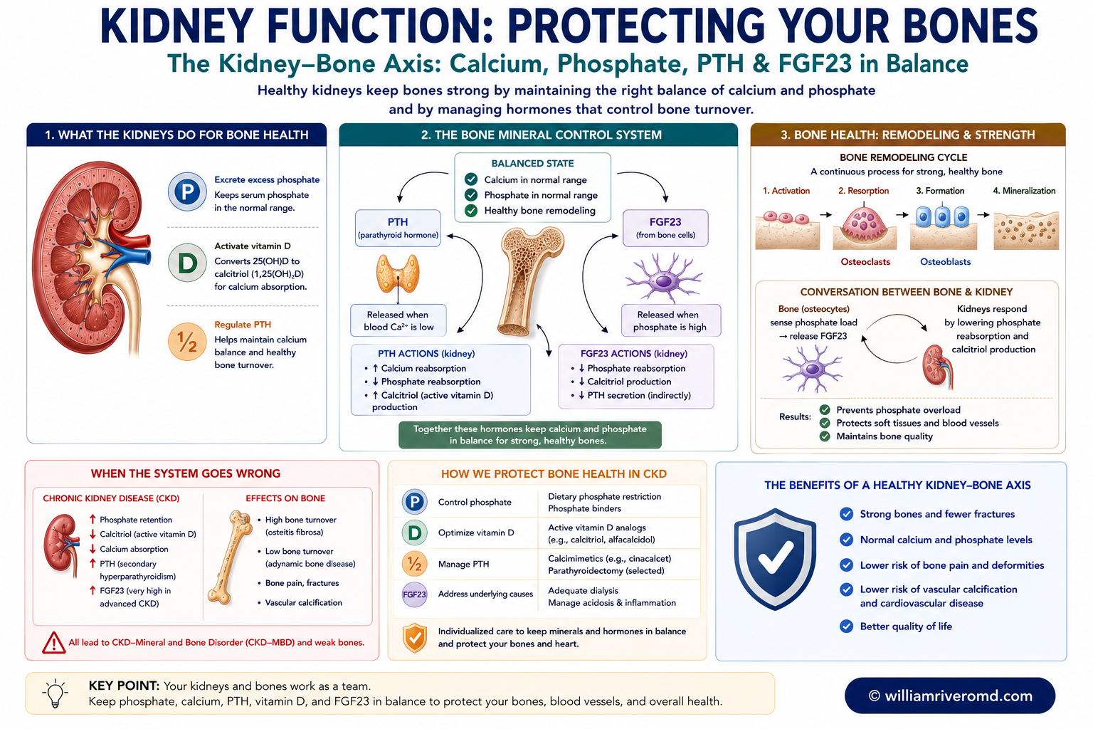 Bone protection — the skeleton-kidney conversation: bone remodeling by osteoblasts and osteoclasts, bone-derived FGF23 signaling to the kidney, and kidney-supplied calcitriol plus calcium-phosphate balance through the Ca-PO4-PTH-vitamin D-FGF23-Klotho loop that maintains mineralized bone.