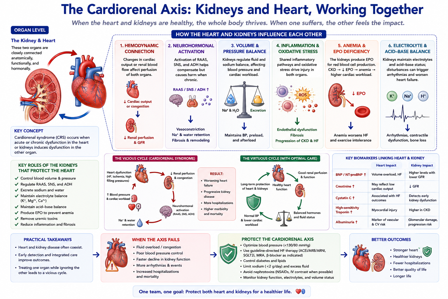 Cardiorenal protection — the kidney protects the heart and vessels through volume and sodium control, potassium regulation, acid-base balance, erythropoietin, and phosphate/FGF23/Klotho handling, together limiting LVH, heart failure, arrhythmia, and vascular calcification.