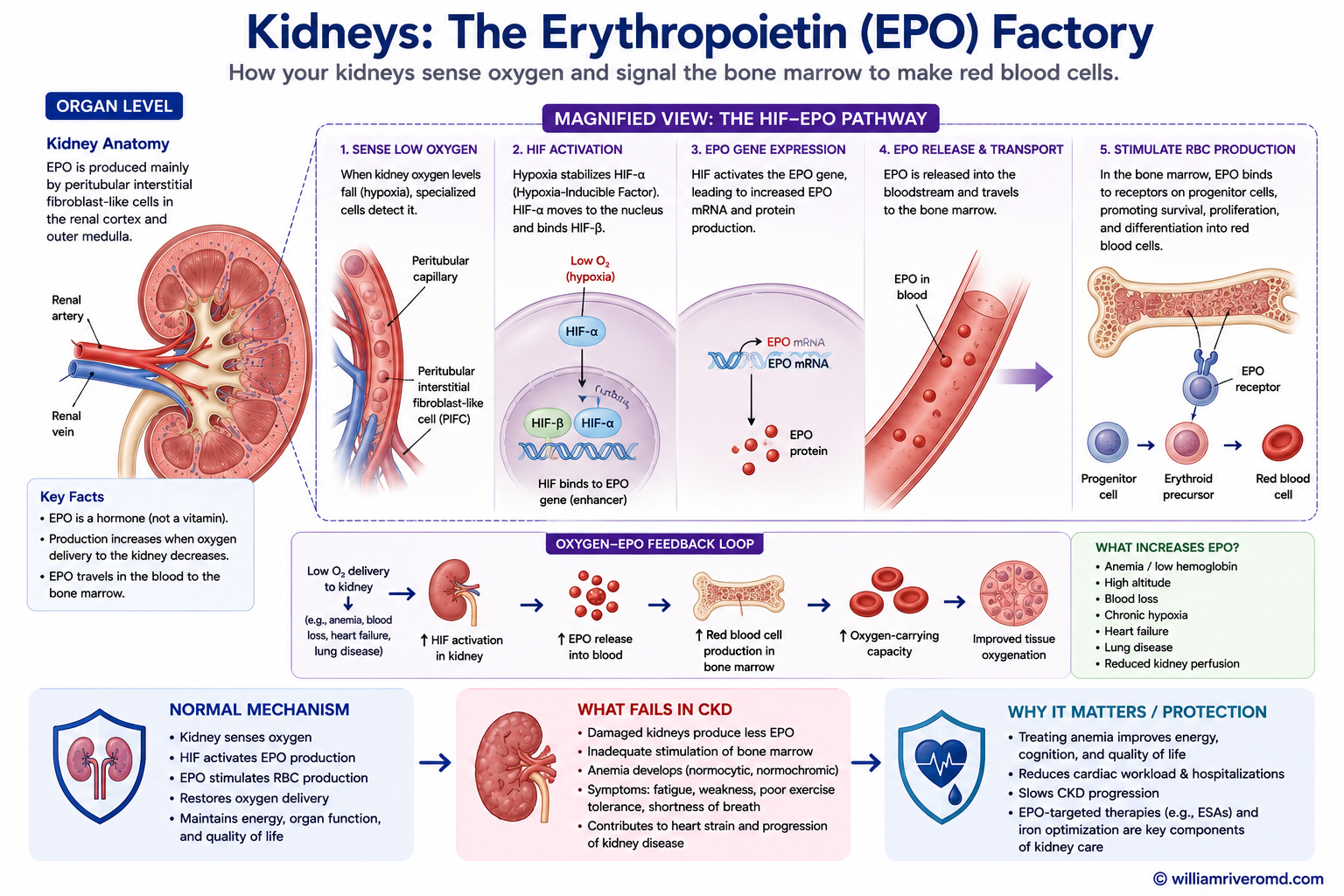 Oxygen sensing and erythropoietin — peritubular interstitial cells sense oxygen; low oxygen inhibits prolyl hydroxylase, stabilizing HIF, which switches on EPO transcription; EPO then stimulates red blood cell production in the bone marrow.