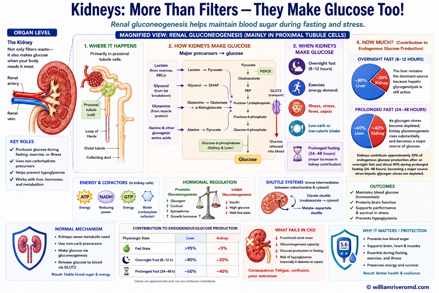 Renal gluconeogenesis — cortical proximal tubule cells convert lactate, glutamine, glycerol, and alanine into glucose via pyruvate carboxylase, PEPCK, fructose-1,6-bisphosphatase, and glucose-6-phosphatase; glutamine metabolism simultaneously makes glucose, new bicarbonate, and ammonium.