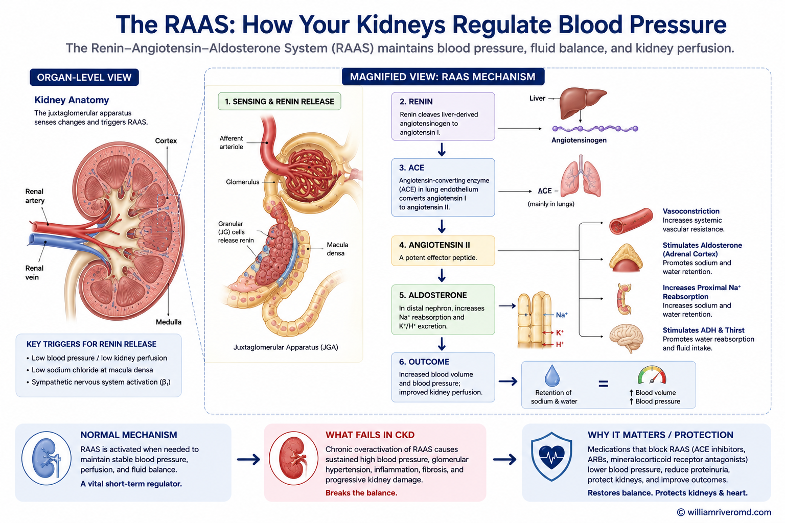 Sodium and long-term blood pressure via RAAS — the juxtaglomerular apparatus releases renin when perfusion, distal sodium-chloride delivery, or sympathetic tone change; renin drives angiotensinogen to angiotensin I, ACE to angiotensin II (vasoconstriction), then aldosterone and ENaC sodium retention, with pressure natriuresis and tubuloglomerular feedback as counter-regulation.