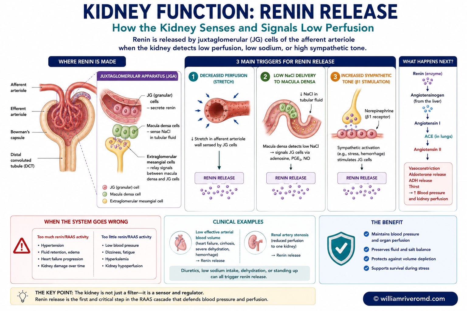 Renin release from the juxtaglomerular apparatus — granular (JG) cells in the afferent arteriole act as baroreceptors, the macula densa senses tubular sodium-chloride, and beta-1 sympathetic input triggers renin release when perfusion or sodium delivery falls, initiating the RAAS cascade.