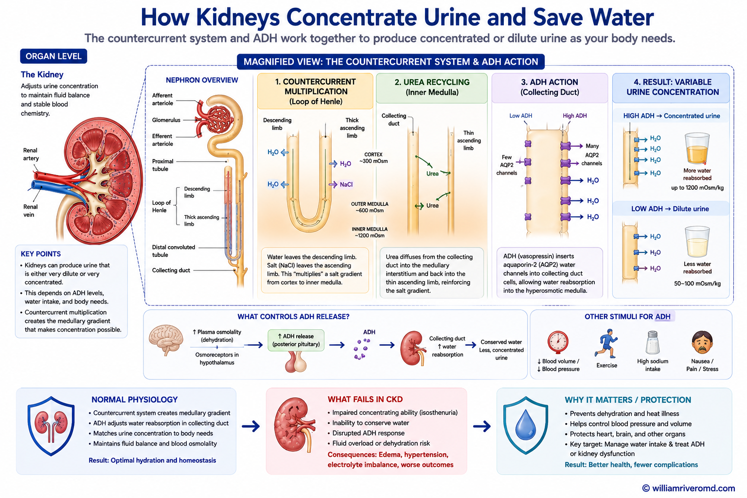 Urine concentration — countercurrent multiplication in the loop of Henle (NKCC2 in the water-impermeable thick ascending limb) builds the medullary osmotic gradient, strengthened by urea recycling; ADH opens aquaporin-2 channels so water is reabsorbed, producing concentrated urine.