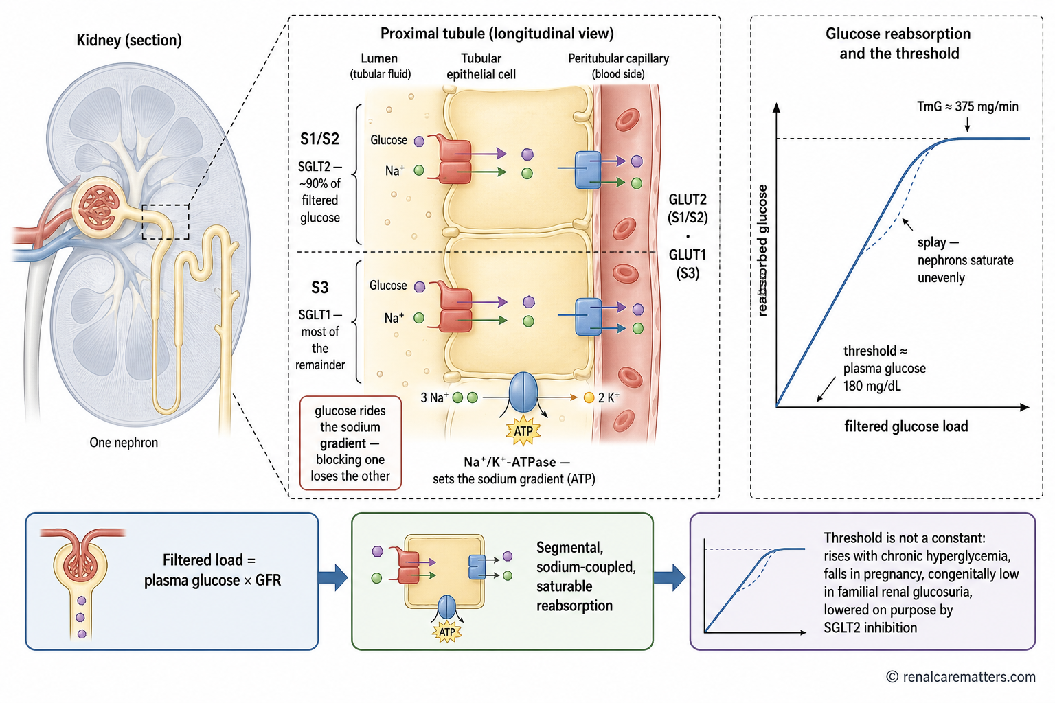 Cutaway diagram of a nephron showing SGLT2 reclaiming about 90 percent of filtered glucose in the early proximal tubule and SGLT1 reclaiming the remainder