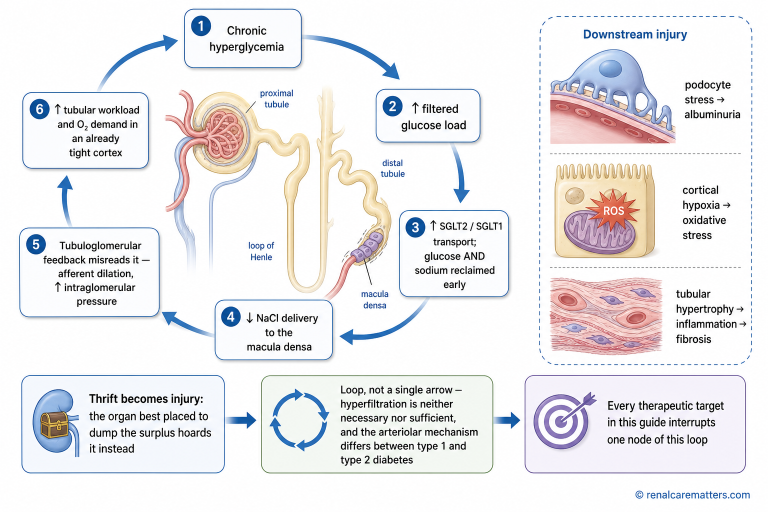 Causal loop diagram showing how high blood sugar increases proximal glucose and sodium reabsorption, reduces salt delivery to the macula densa, raises filtration pressure and tubular oxygen demand, and leads to albuminuria and scarring