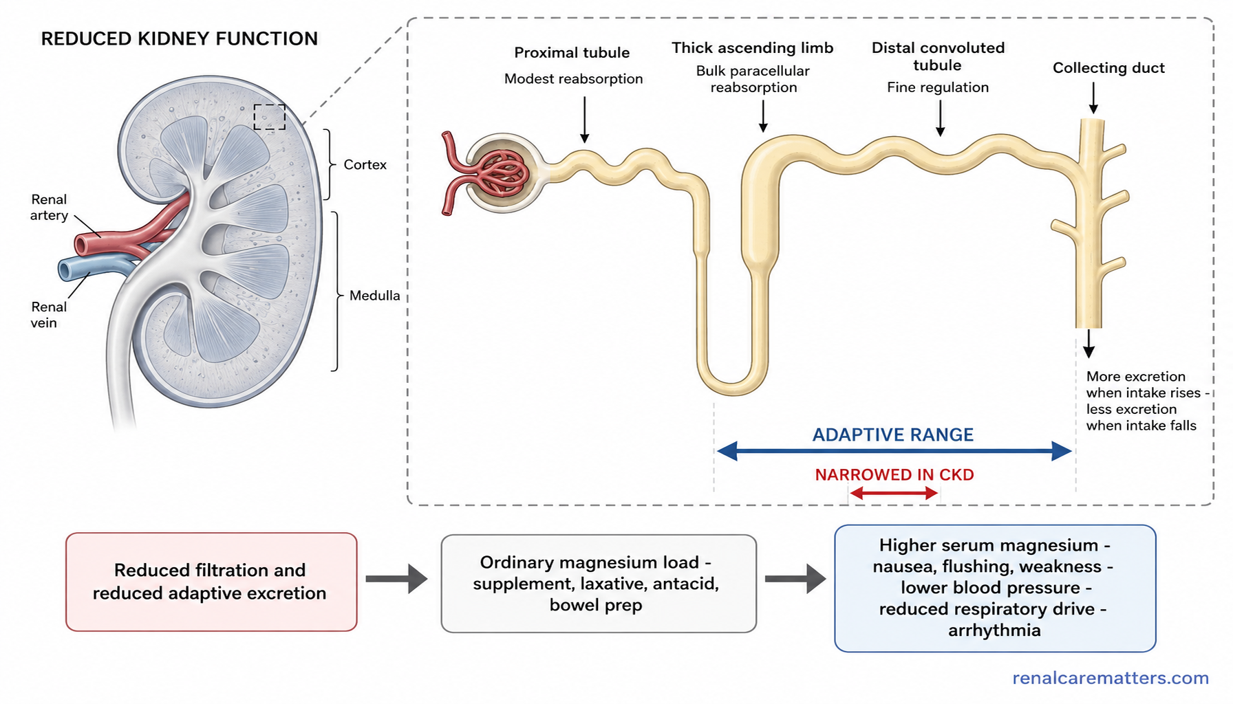 Mechanism figure: kidney cross-section with a magnified nephron showing where magnesium is reabsorbed, and how the adaptive range of excretion narrows in chronic kidney disease