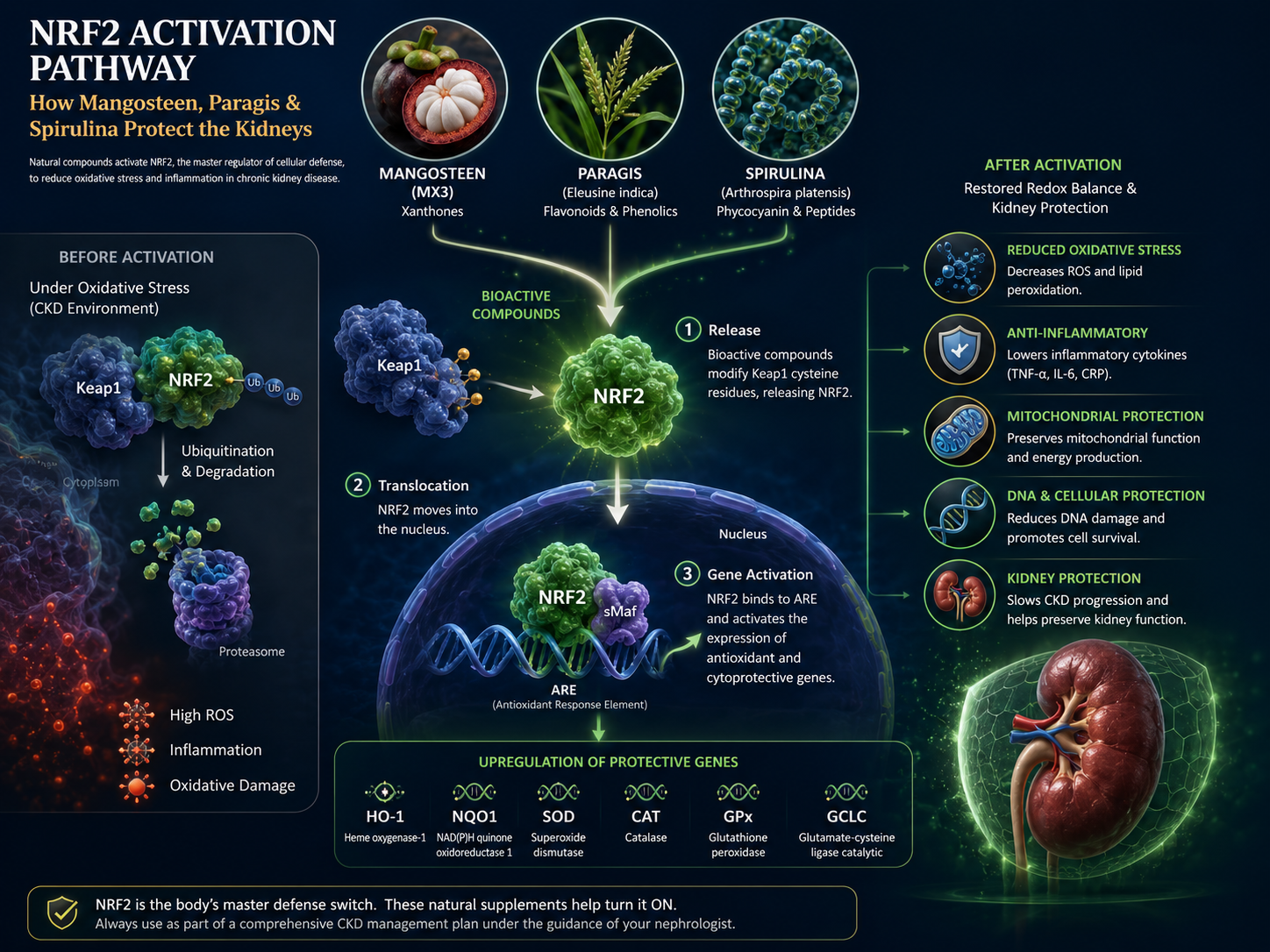 Diagram of the Nrf2 antioxidant pathway inside a kidney tubular cell — how xanthones and C-phycocyanin activate cellular protection against oxidative injury
