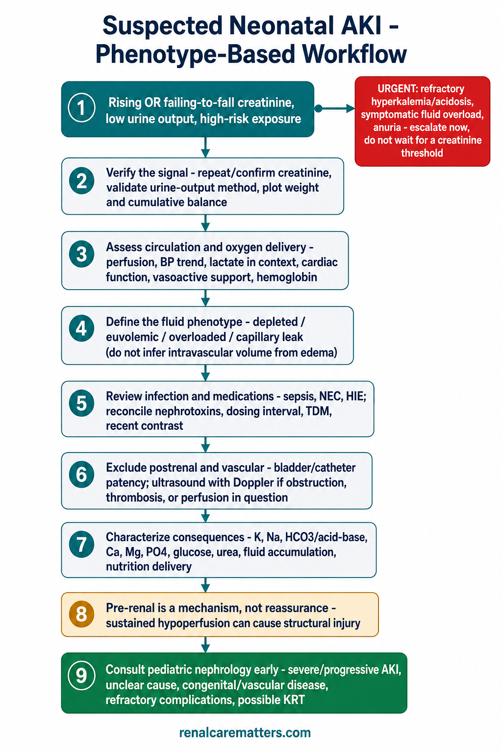 Portrait phenotype-based workflow for suspected neonatal AKI: nine numbered steps from verifying the signal, assessing circulation and oxygen delivery, defining the fluid phenotype, reviewing infection and medications, excluding postrenal and vascular causes, characterizing consequences, to consulting pediatric nephrology early, with a red urgent-escalation node and an amber pre-renal caution node.