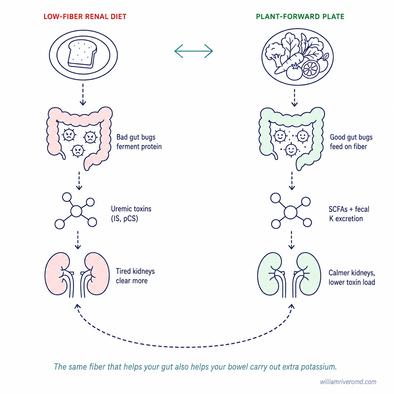 Gut–kidney axis diagram contrasting a low-fiber renal diet (proteolytic flora, uremic toxins) with a plant-forward plate (saccharolytic flora, SCFAs, fecal potassium excretion).