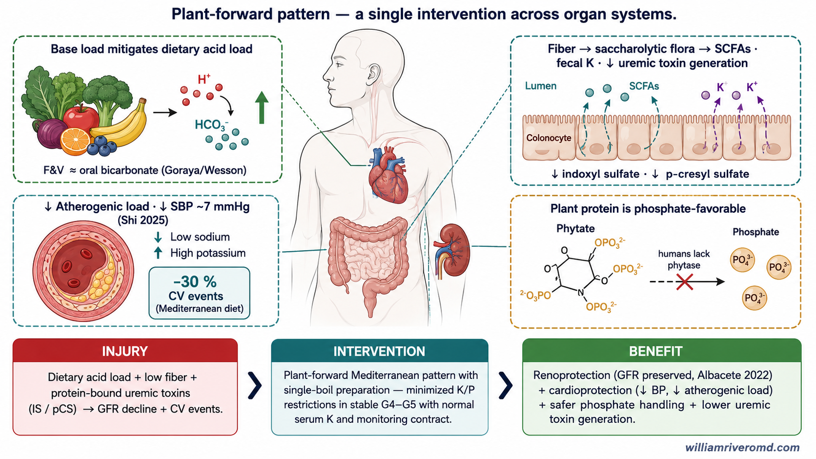 Mechanistic schematic showing a plant-forward pattern acting across organ systems — gut SCFAs and fecal potassium, phosphate bioavailability, dietary acid–base buffering, and blood-pressure and atherogenic effects.