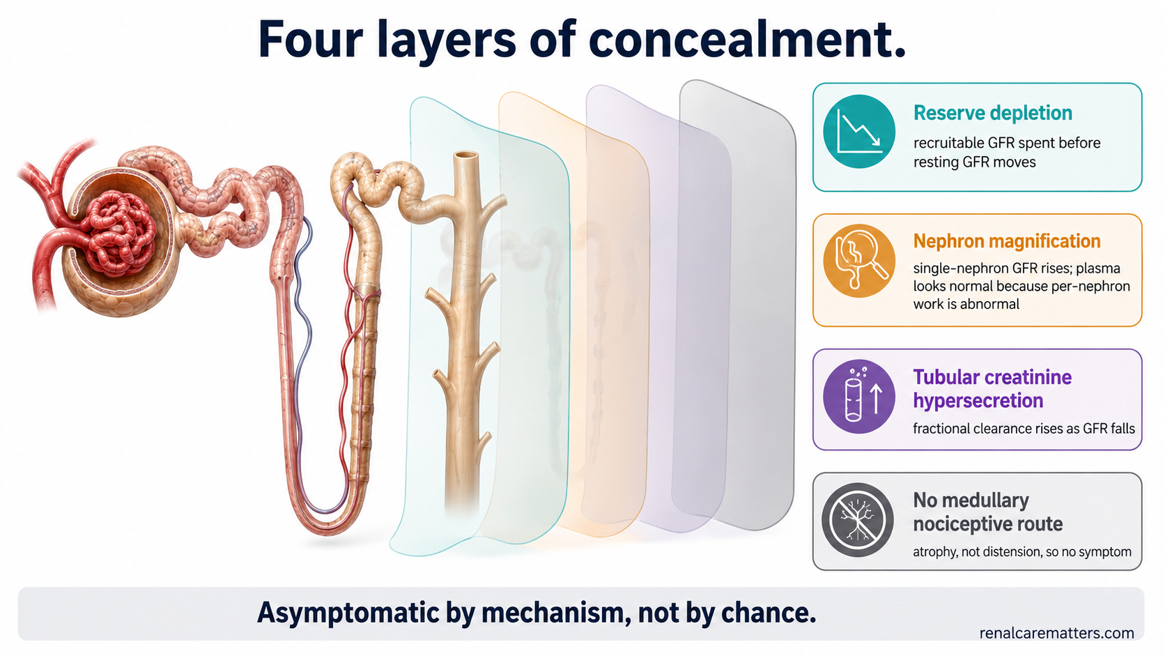 Four stacked translucent layers over a nephron labeled reserve spent, survivors magnify, marker compensates, no nociceptive route — each further obscuring the organ from routine testing.