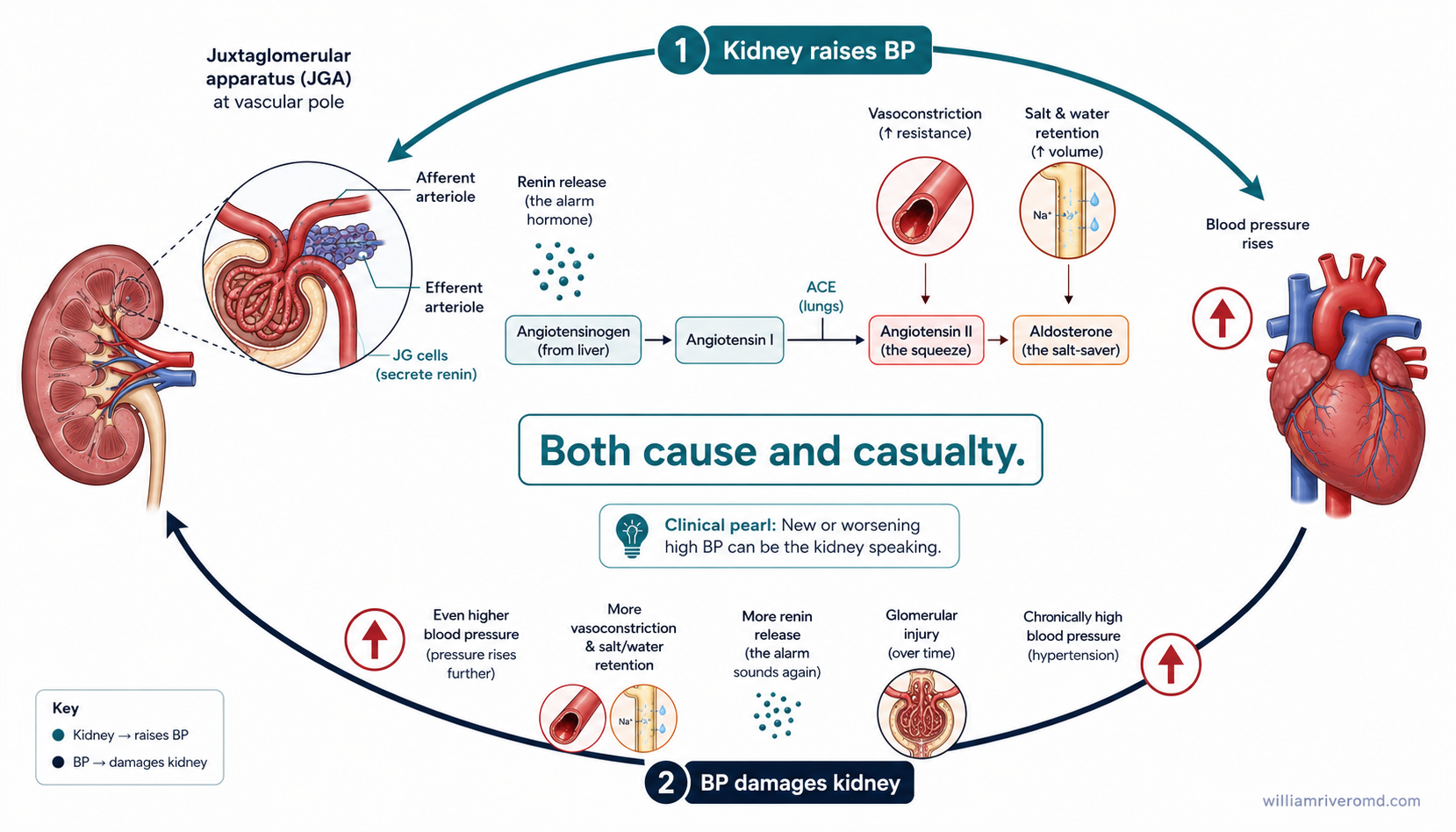 A bidirectional loop diagram showing the kidney raising blood pressure through renin, angiotensin II, and aldosterone, and high blood pressure in turn damaging the kidney — cause and casualty