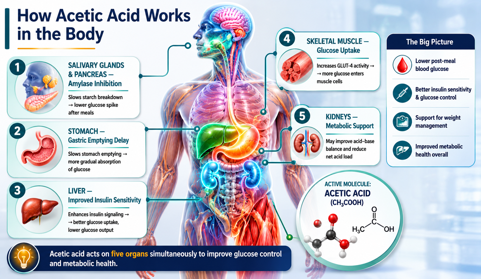 Anatomy poster showing how acetic acid acts on five organs simultaneously: salivary glands (amylase inhibition), stomach (gastric emptying delay, GLP-1, ghrelin suppression), liver (AMPK, lipogenesis), skeletal muscle (GLUT4, glucose uptake), and kidneys (alkaline ash, urate excretion)
