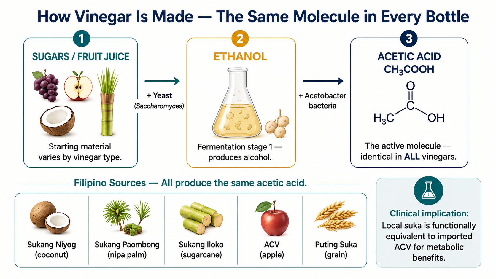 Infographic showing the 3-step fermentation pathway: sugars to ethanol via yeast, then to acetic acid via Acetobacter bacteria — the same active molecule in all Filipino vinegars and ACV