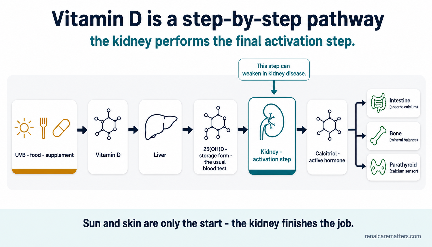 A left-to-right pathway: UVB, food and supplements make vitamin D; the liver makes 25(OH)D (the storage form and usual test); the kidney makes active calcitriol, which acts on intestine, bone, and parathyroid — and the kidney step can weaken in kidney disease.
