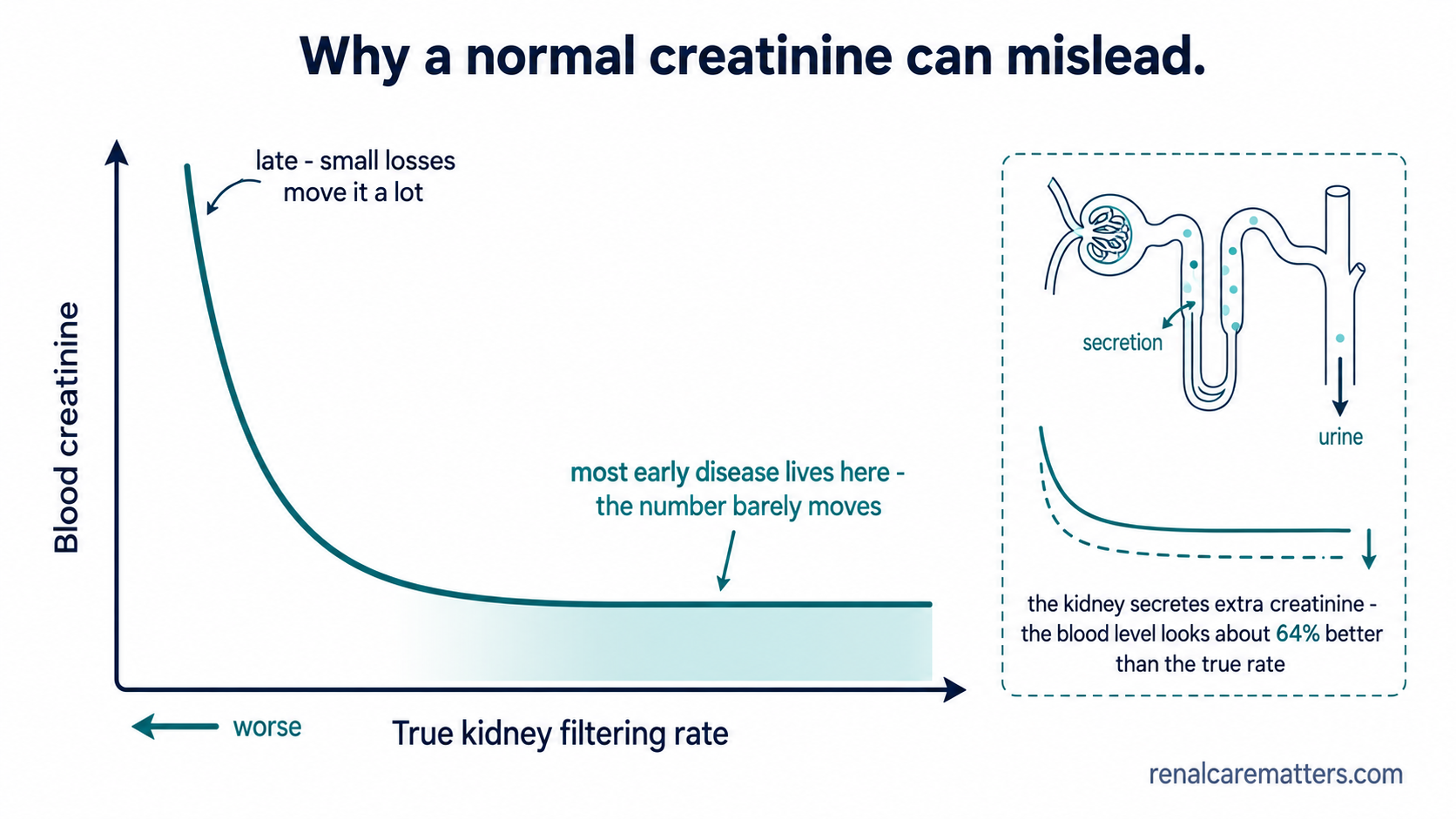 A curve of blood creatinine against true filtering rate: it stays almost flat while filtering falls from high to about half, then rises steeply. An inset shows tubules secreting extra creatinine, pushing the flat part even lower.