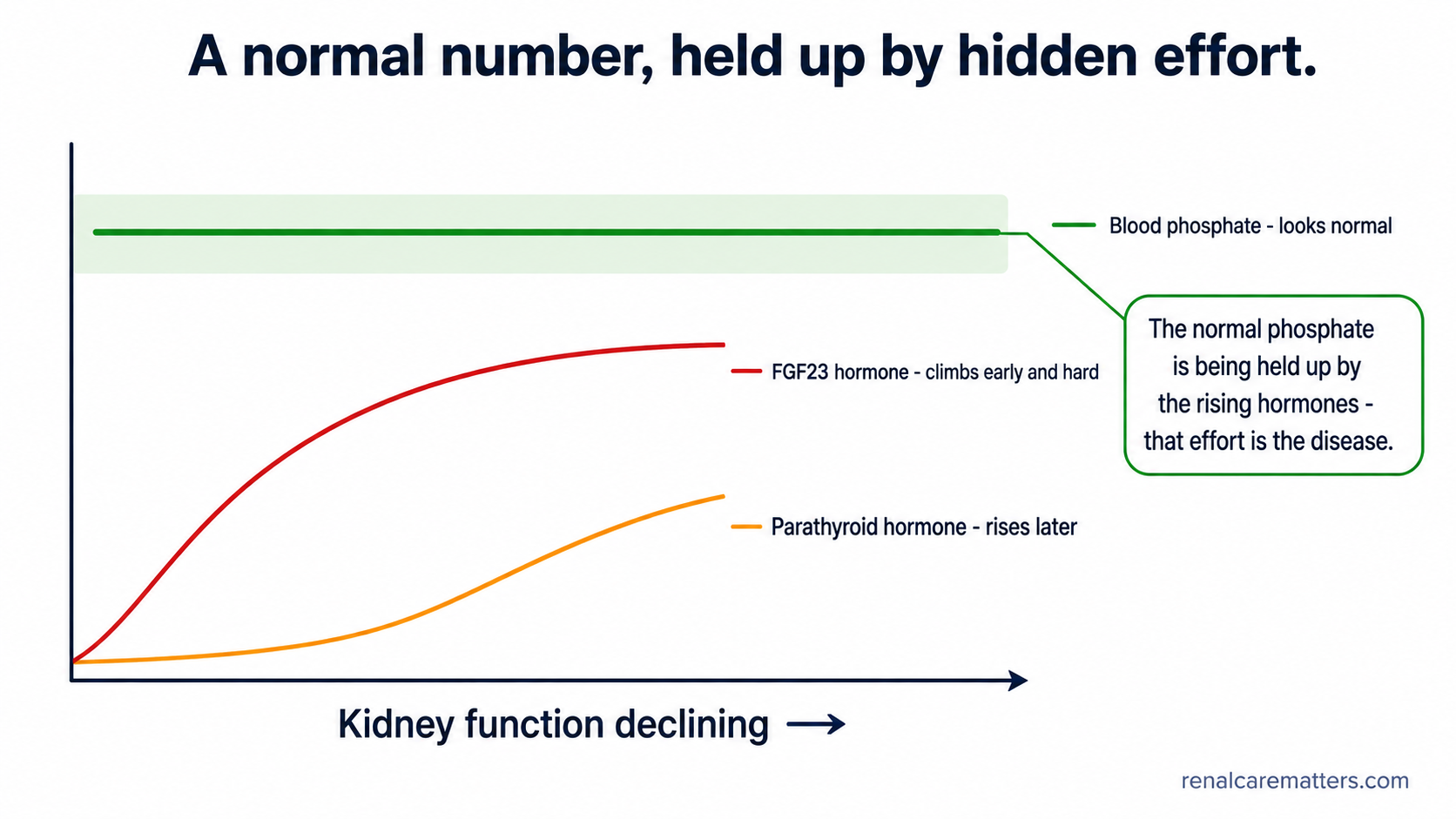 As kidney function declines from left to right, the blood phosphate line stays flat and inside the normal band while FGF23 rises steeply beneath it and PTH rises later and more gently — the normal phosphate held up by rising hormones.