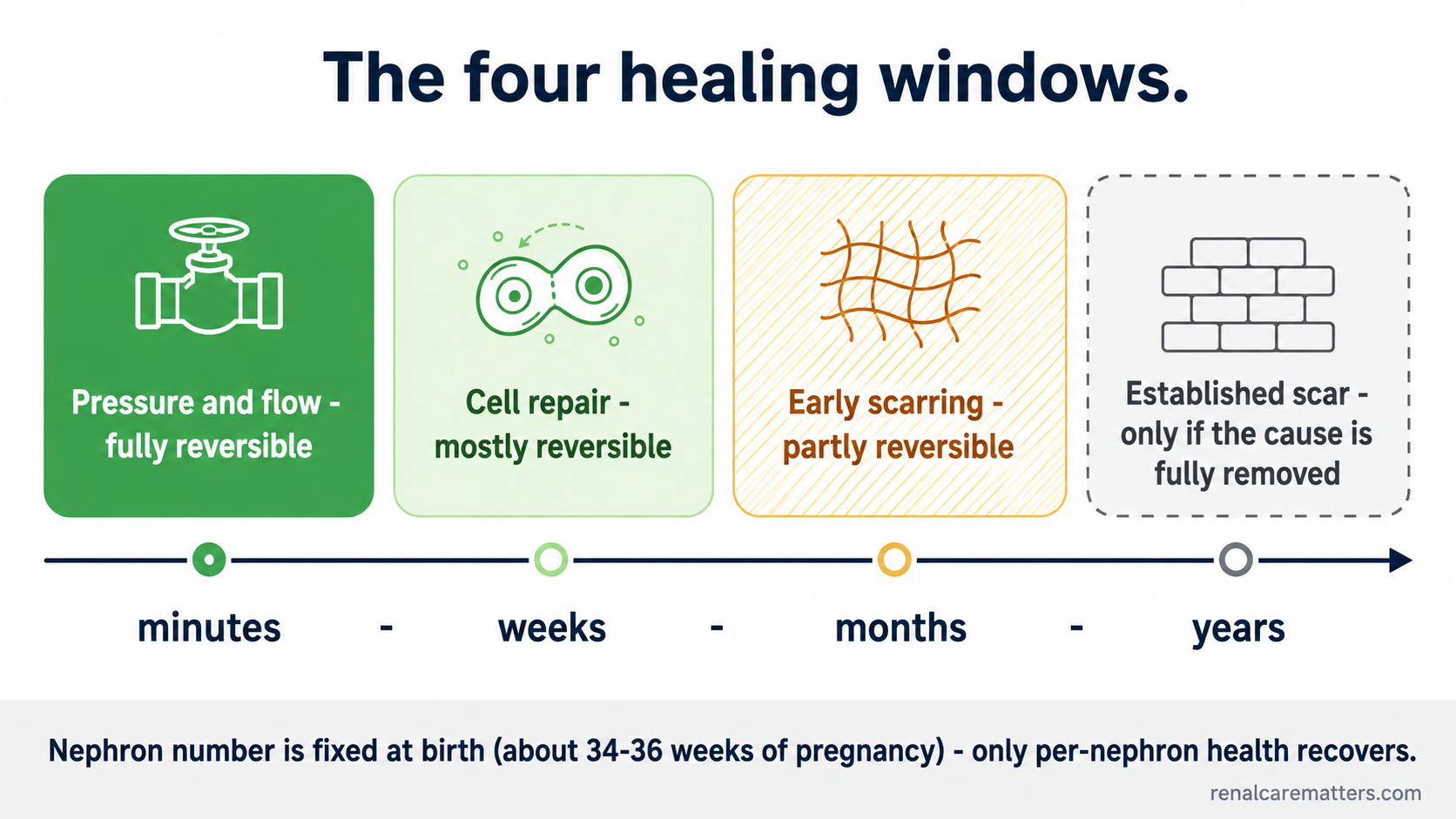 A horizontal timeline from minutes to years with four bands shading from solid (fully reversible) to dashed (barely reversible), and a footer strip reading: nephron number is fixed at birth.